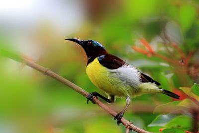 Close-up of bird perching on white background