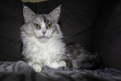 Portrait of cat resting on bed