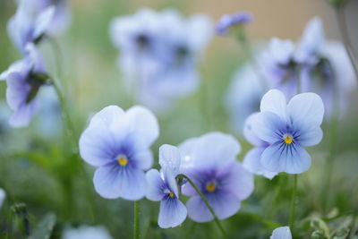 Close-up of purple flowering plants