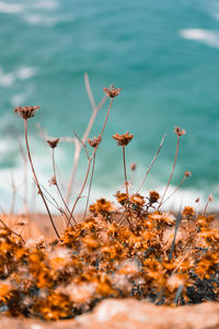 Close-up of plants growing on land