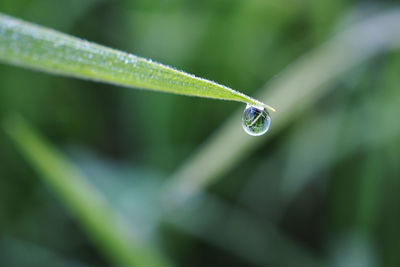 Close-up of water drop on leaf