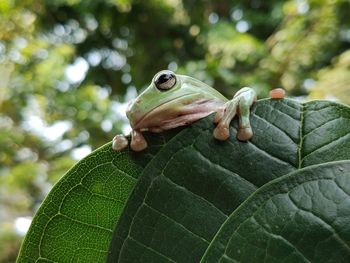 Close-up of frog on leaves