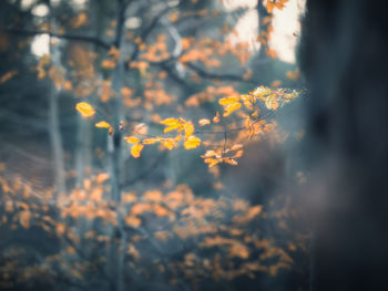 sunlight