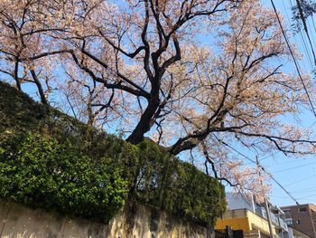 Low angle view of tree against sky