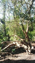 Trees growing in sunlight