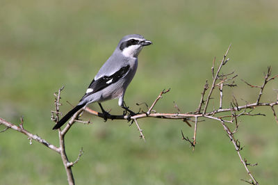 Close-up of bird perching on branch