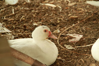 Close-up of bird