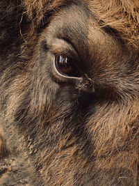 Close-up of boris the bison basking under the spring sun and looking into the camera