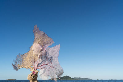 Low angle view of autumn leaves against clear blue sky