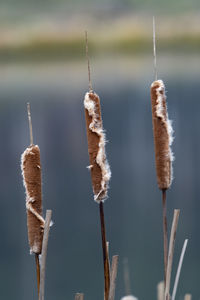 Close-up of dead plant