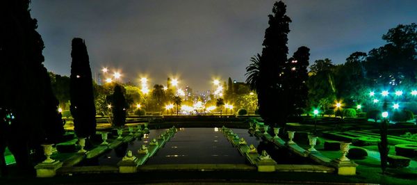 Illuminated trees at night