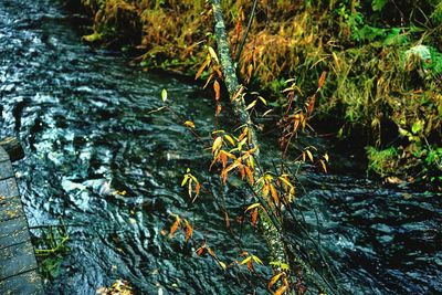 Plants in water