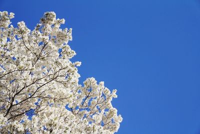 Low angle view of cherry blossom against blue sky