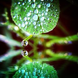 Close-up of water drops on leaf