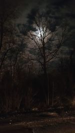 Bare trees against sky