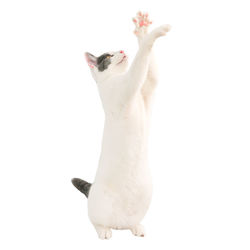 Close-up of a cat against white background