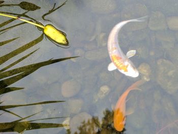 High angle view of fish swimming in lake