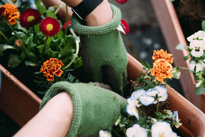 Cropped hands planting plants in pot