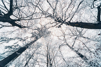 Low angle view of bare trees against sky during winter