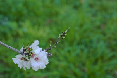 Close-up of flowering plant