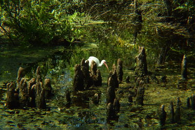 Horses on riverbank against trees