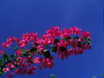 Low angle view of pink flowers against blue sky