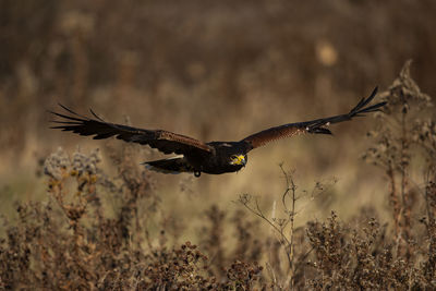 A trained harris's hawk in flight. parabuteo unicinctus