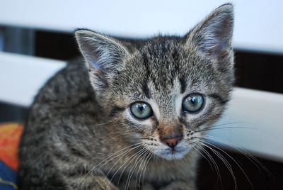 Close-up portrait of cat