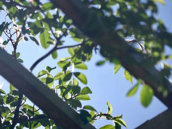 Low angle view of a tree