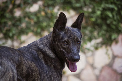 Close-up of a dog looking away