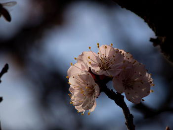 Close-up of cherry blossom