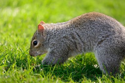 Close-up of squirrel on grassy field