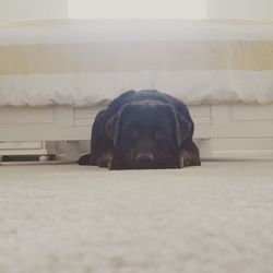 Close-up of puppy relaxing at home