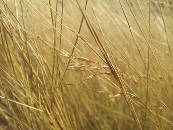 Close-up of plants growing on field