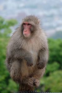 Close-up of a monkey looking away