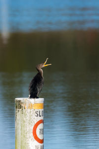 Bird perching on lake