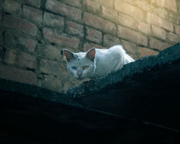 Portrait of a cat against wall