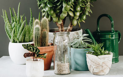 Close-up of potted plants on table