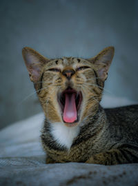 Close-up of cat yawning