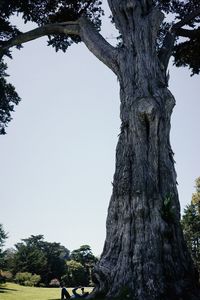 Low angle view of tree against clear sky