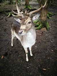 Close-up portrait of goat standing outdoors