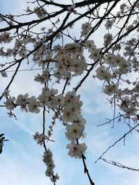 Low angle view of apple blossoms in spring