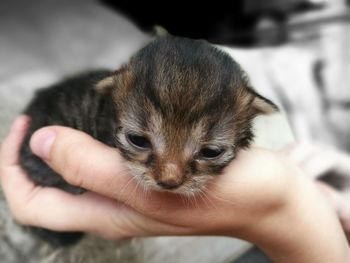 Close-up of cropped hand holding animal