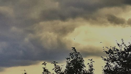 Low angle view of birds flying against sky