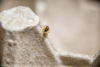 Close-up of insect on wood