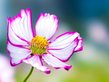 Close-up of cosmos flower blooming outdoors