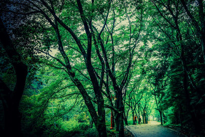 Low angle view of trees against sky