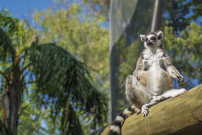 Low angle view of monkey sitting on tree in zoo