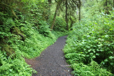 Footpath passing through forest