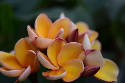 Close-up of orange tulips